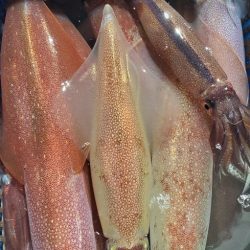 LUSTER『ラスター』 釣果