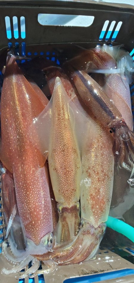 LUSTER『ラスター』 釣果