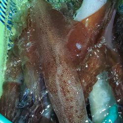 LUSTER『ラスター』 釣果