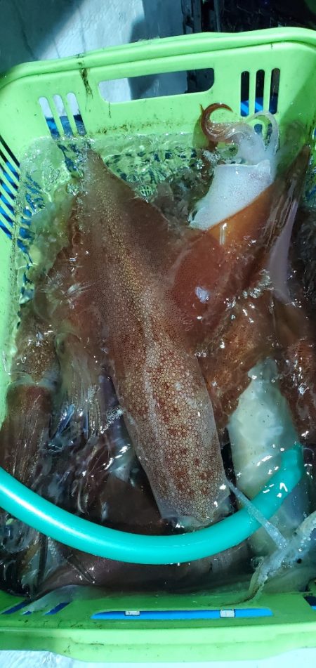 LUSTER『ラスター』 釣果