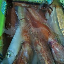 LUSTER『ラスター』 釣果