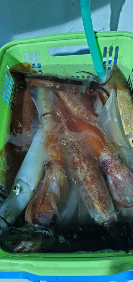 LUSTER『ラスター』 釣果