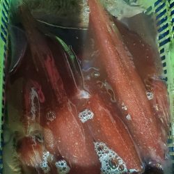 LUSTER『ラスター』 釣果