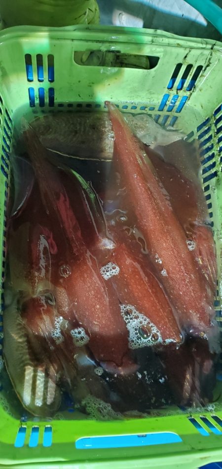 LUSTER『ラスター』 釣果