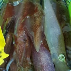 LUSTER『ラスター』 釣果