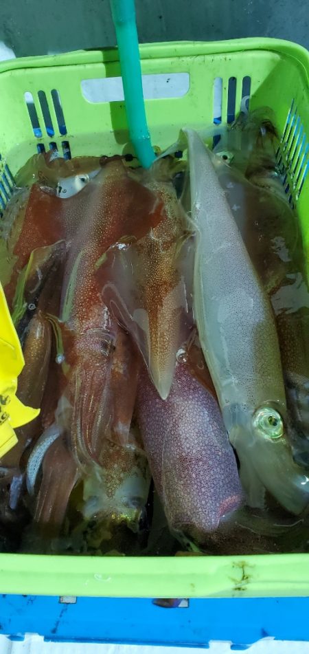 LUSTER『ラスター』 釣果