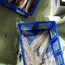 海龍丸（石川） 釣果