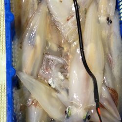 海龍丸(石川) 釣果