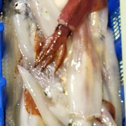 海龍丸(石川) 釣果