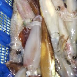 海龍丸（石川） 釣果