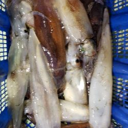 海龍丸（石川） 釣果