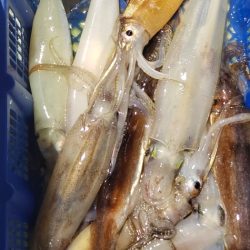 海龍丸（石川） 釣果