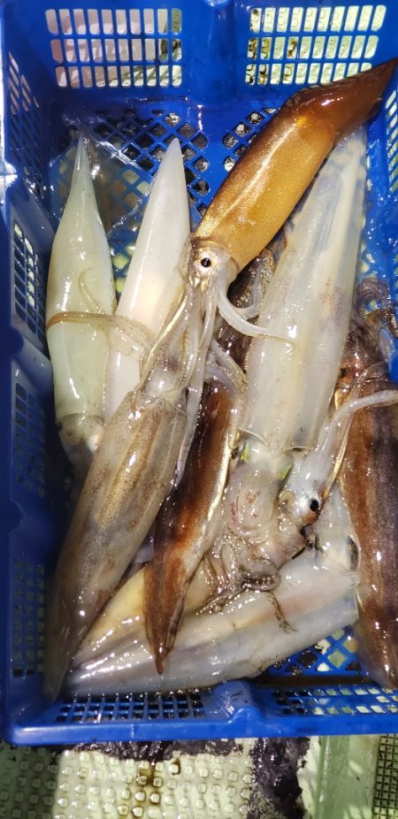 海龍丸（石川） 釣果