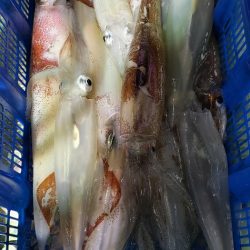 海龍丸（石川） 釣果