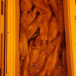 海龍丸（石川） 釣果