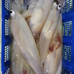 海龍丸（石川） 釣果