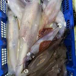 海龍丸（石川） 釣果