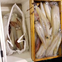 海龍丸（石川） 釣果