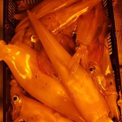 海龍丸（石川） 釣果