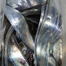 シースナイパー海龍 釣果