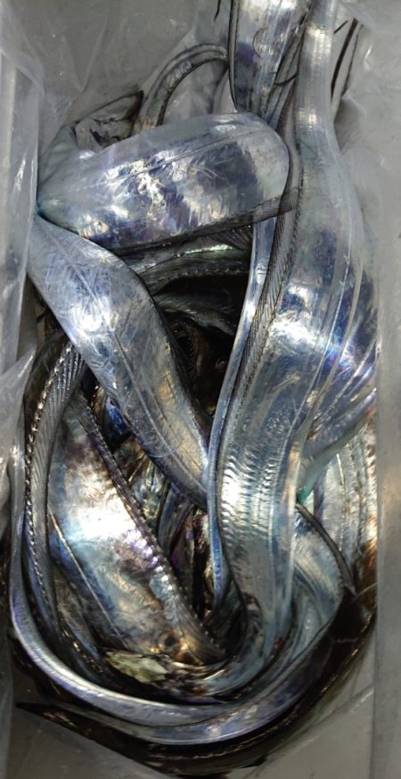 シースナイパー海龍 釣果