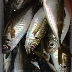 シースナイパー海龍 釣果