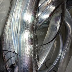 シースナイパー海龍 釣果