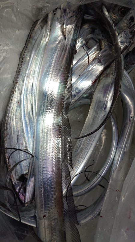 シースナイパー海龍 釣果