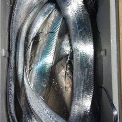 シースナイパー海龍 釣果