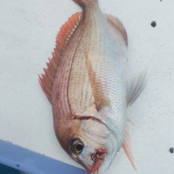 新幸丸 釣果