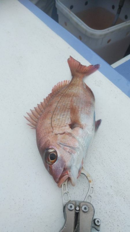 新幸丸 釣果