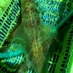 LUSTER『ラスター』 釣果