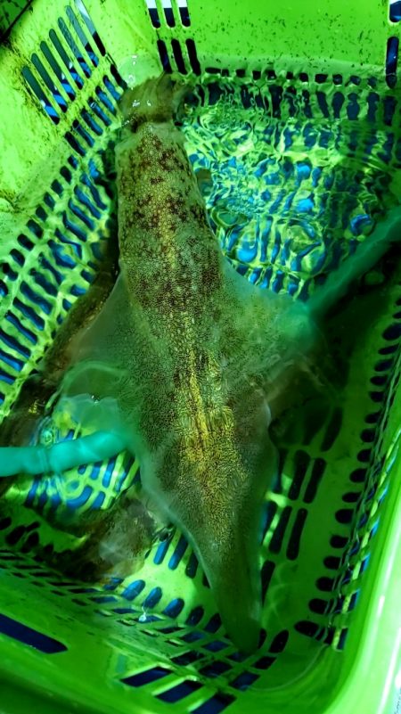 LUSTER『ラスター』 釣果