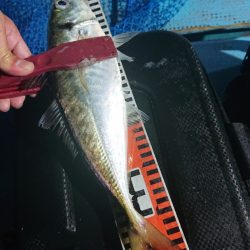 シースナイパー海龍 釣果