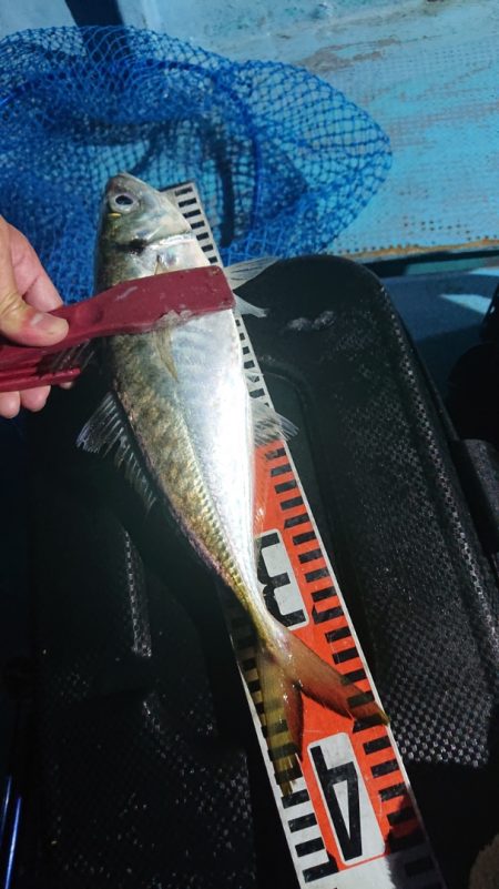 シースナイパー海龍 釣果