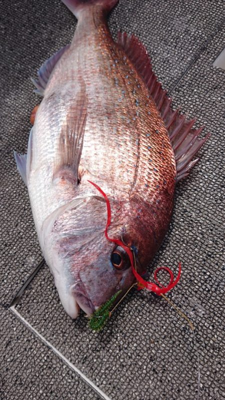 ARCADIAⅡ (アルカディアⅡ) 釣果