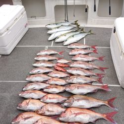 ARCADIAⅡ (アルカディアⅡ) 釣果