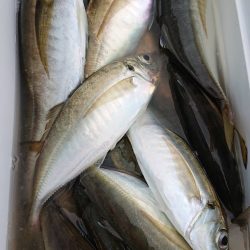 金沢八景鴨下丸 釣果