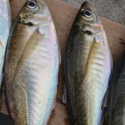 金沢八景鴨下丸 釣果