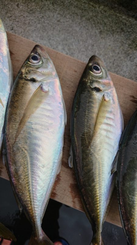 金沢八景鴨下丸 釣果