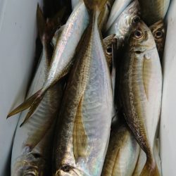 金沢八景鴨下丸 釣果