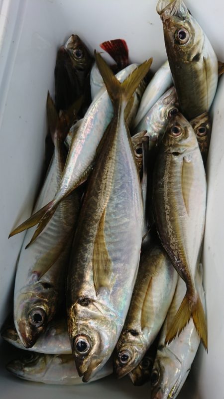 金沢八景鴨下丸 釣果