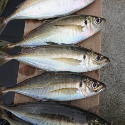 金沢八景鴨下丸 釣果