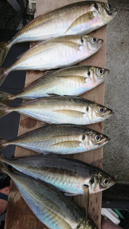 金沢八景鴨下丸 釣果