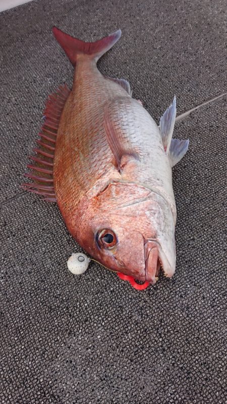 ARCADIAⅡ （アルカディアⅡ） 釣果…