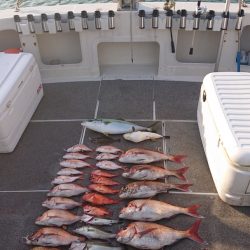 ARCADIAⅡ （アルカディアⅡ） 釣果