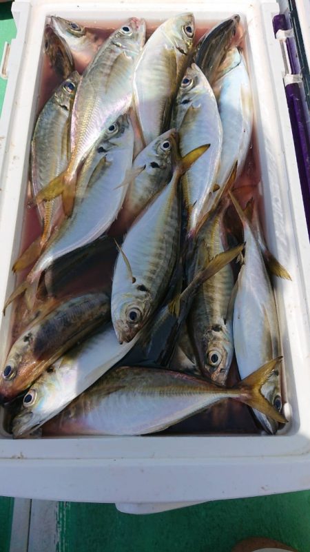 金沢八景鴨下丸 釣果