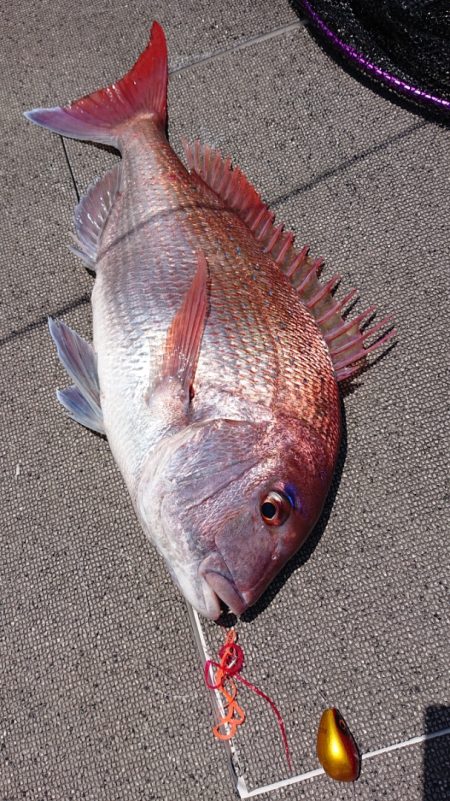 ARCADIAⅡ （アルカディアⅡ） 釣果…