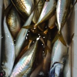 シースナイパー海龍 釣果