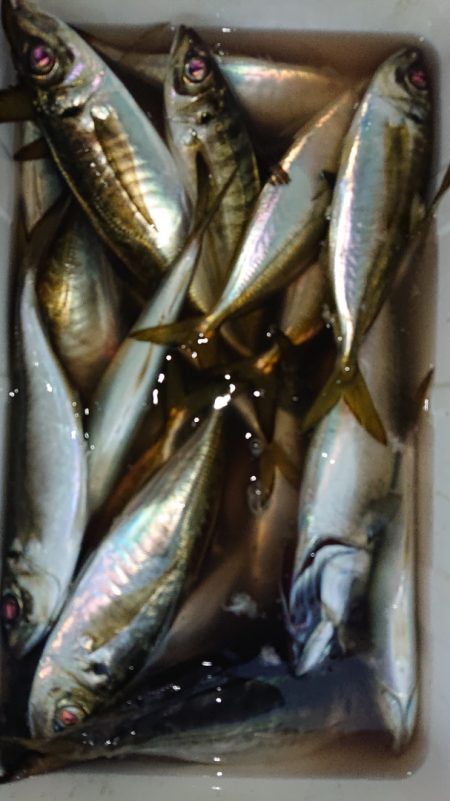 シースナイパー海龍 釣果